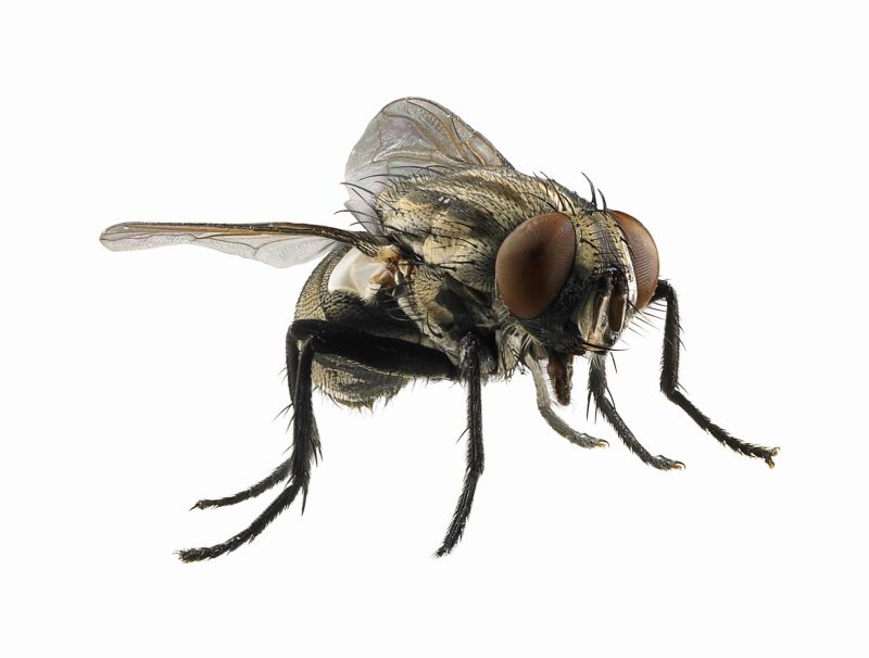 Fly Control Service in Belmont, NC