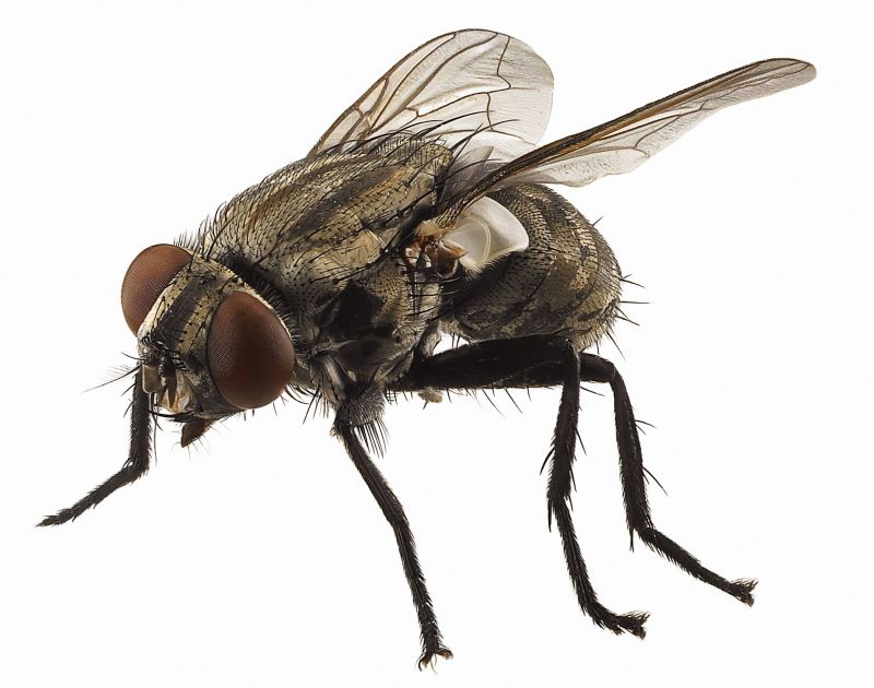Fly Control Service in Cabarrus County, NC