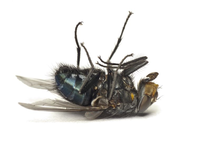 Fly Control Service in Concord, NC