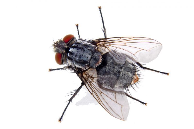 Fly Control Service in Davidson, NC