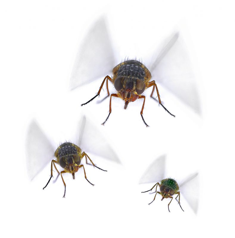 Fly Control Service in Fort Mill, SC
