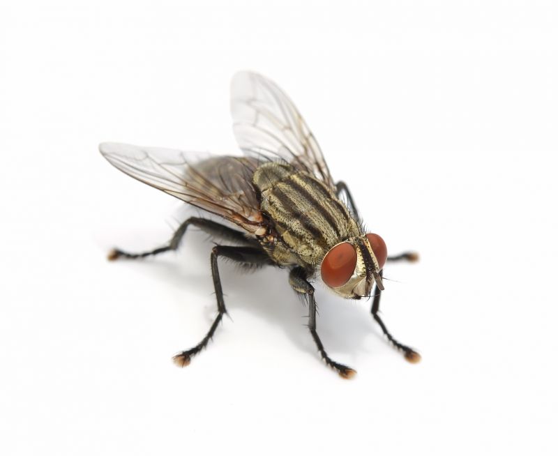 Fly Control Service in Iron Station, NC