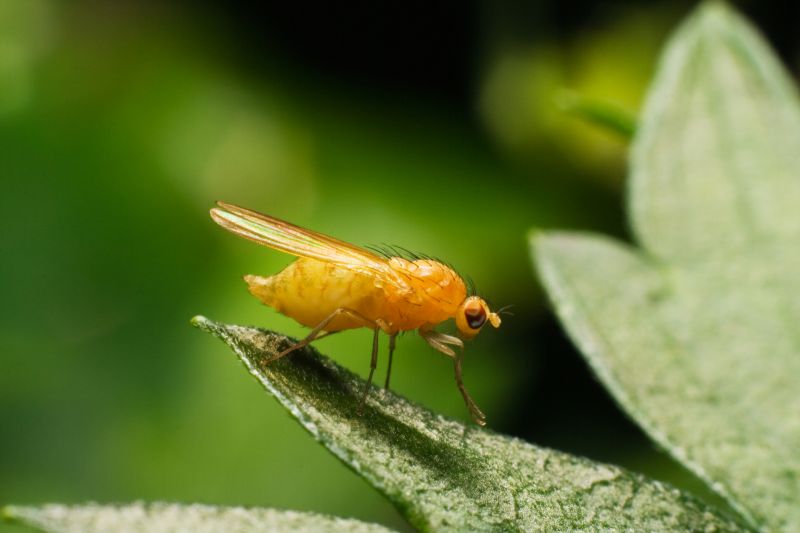 Fly Control Service in Kannapolis, NC