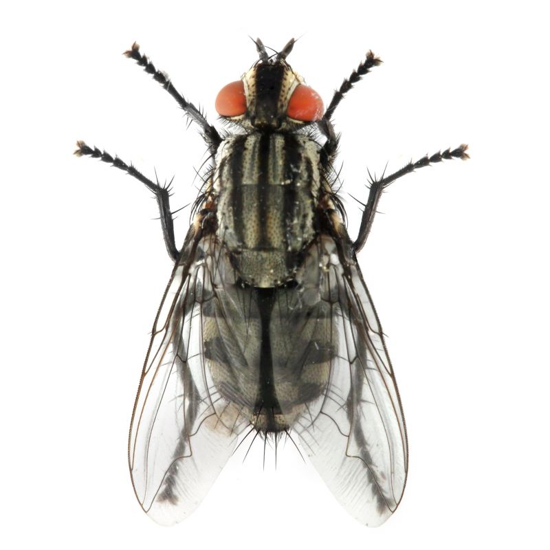 Fly Control Service in Mooresville, NC