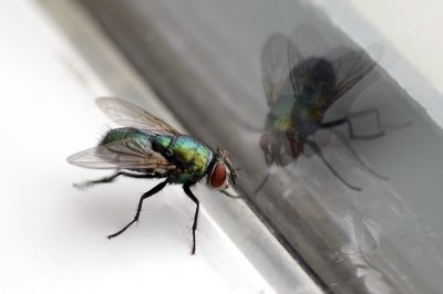 Fly Control Service in Mount Holly, NC
