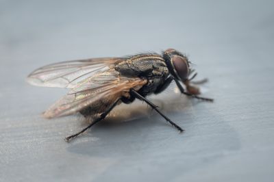 Fly Control Service in Mount Pleasant, NC