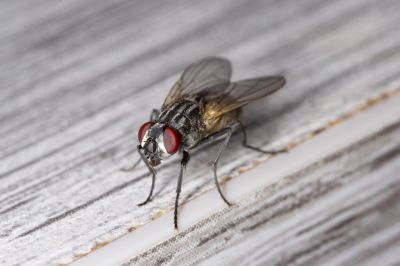 Fly Extermination in Denver, NC