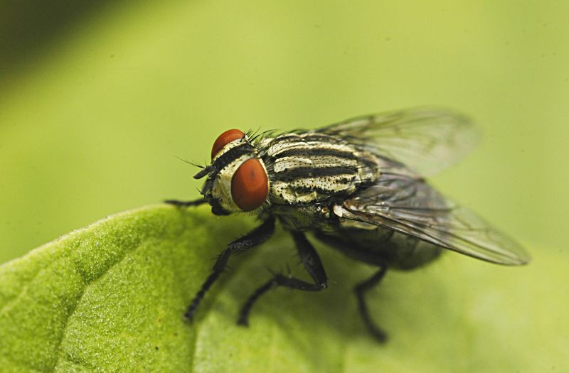 Fly Extermination in Indian Trail, NC