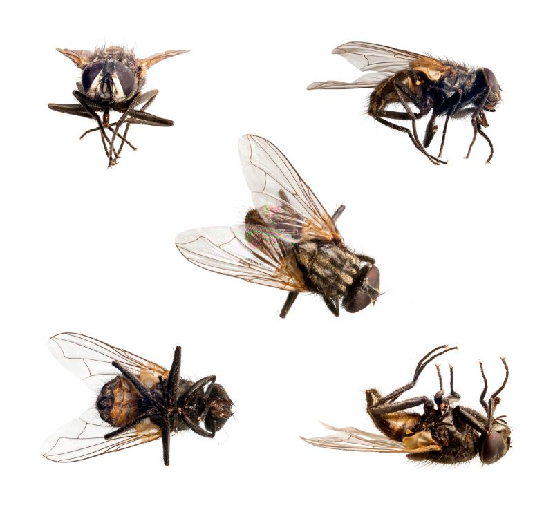Fly Extermination in Kannapolis, NC