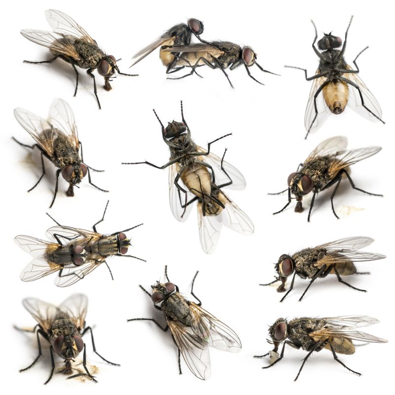 Fly Extermination in Mooresville, NC