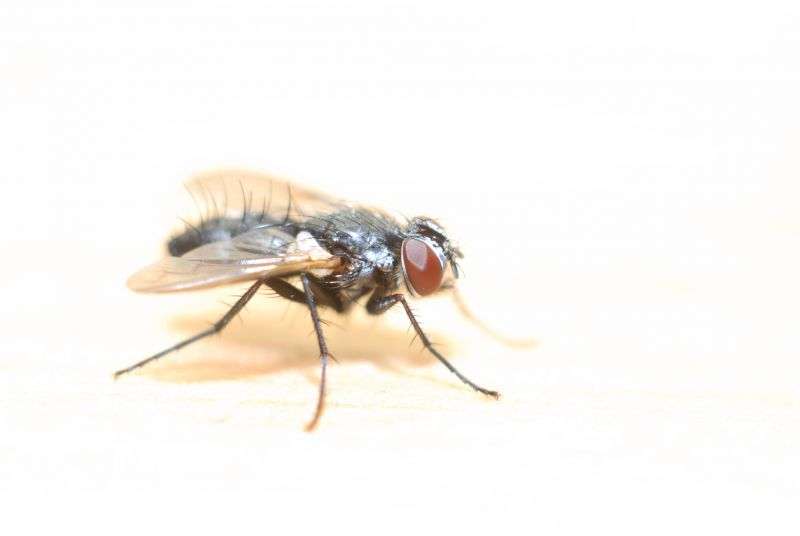 Fly Extermination in Mooresville, NC