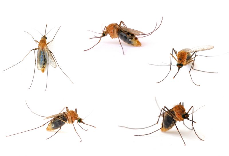 Fly Infestation Extermination in Dallas, NC