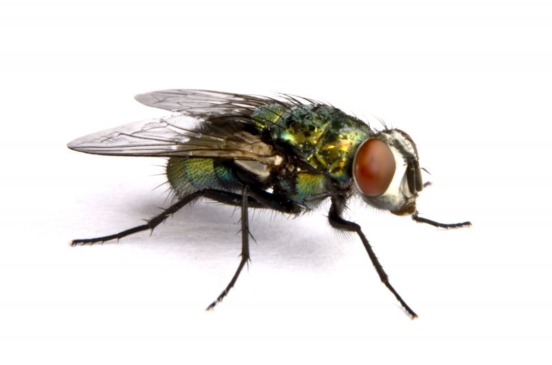 Fly Infestation Extermination in Fort Mill, SC