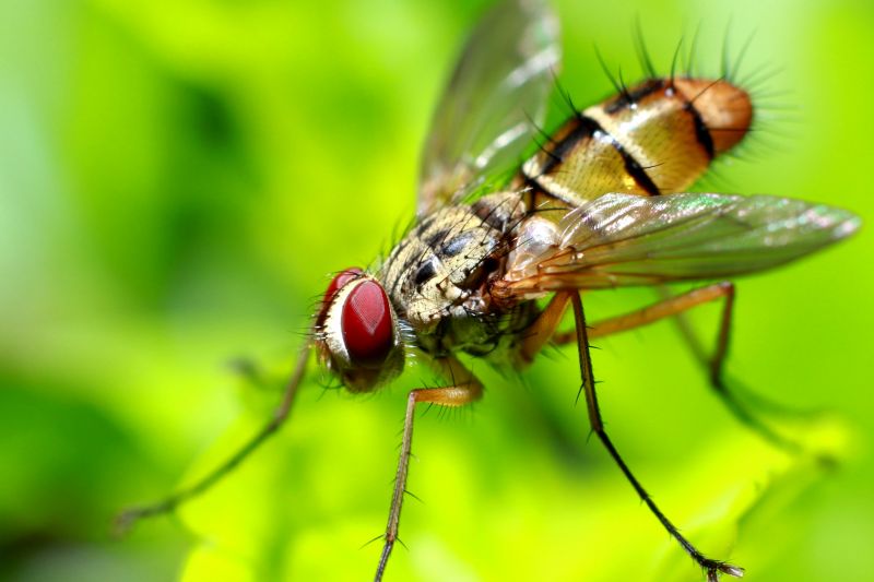 Fly Infestation Extermination in Locust, NC
