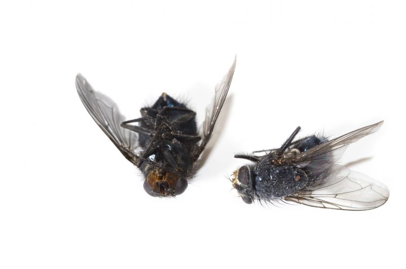 Fly Infestation Extermination in Mount Holly, NC