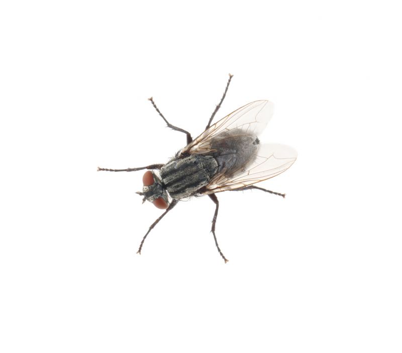 Fly Infestation Extermination in Rock Hill, SC