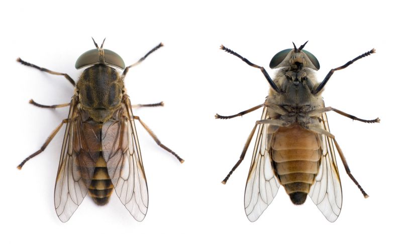 Fly Infestation Extermination in Union County, NC