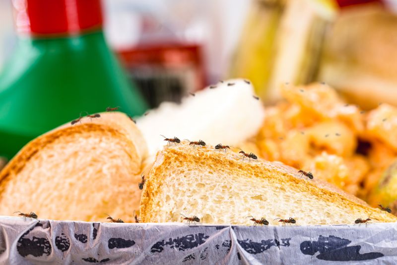 Pest Control Service detail