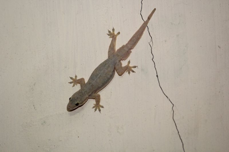 Gecko Extermination in Charlotte, NC