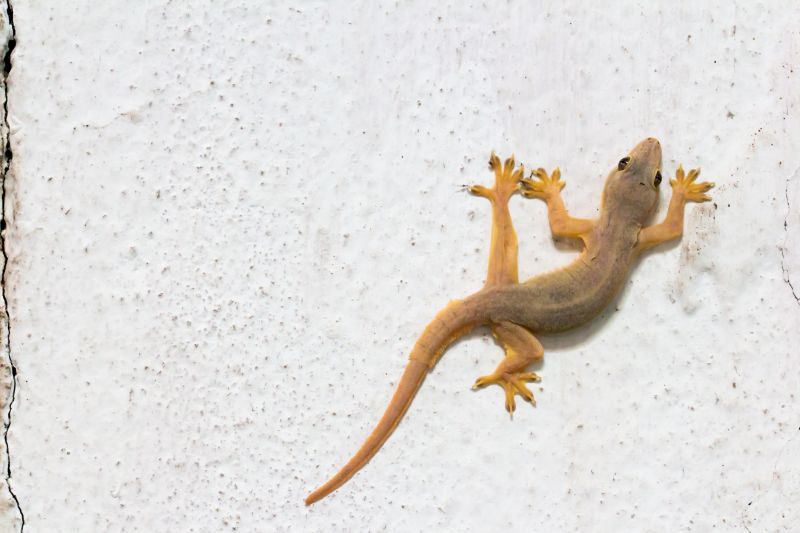 Gecko Extermination in Charlotte, NC
