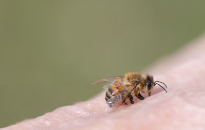 Ground Bees Removal in Charlotte, NC