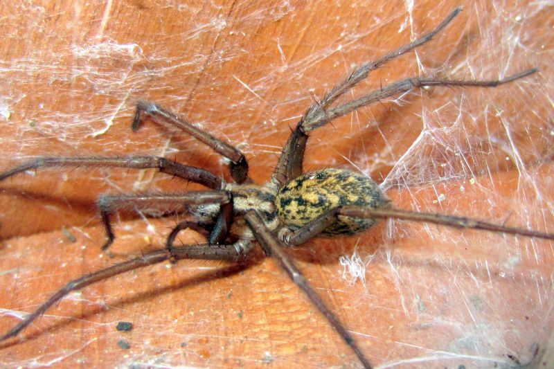 Hobo Spider Extermination in Charlotte, NC