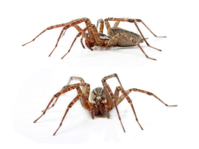 Hobo Spider Extermination in Charlotte, NC
