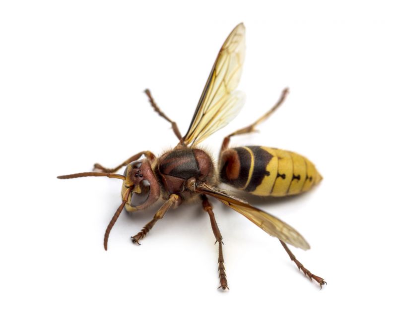 Hornets Extermination in Dallas, NC