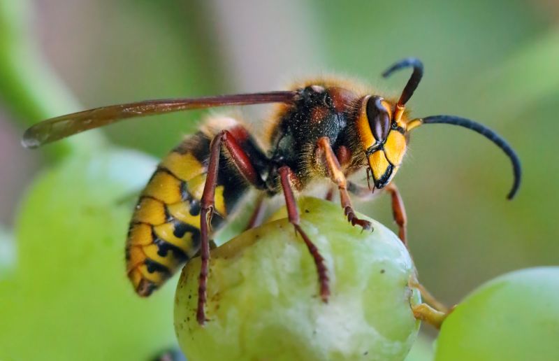 Hornets Extermination in Fort Mill, SC
