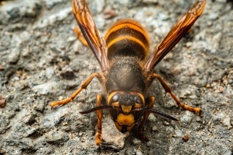 Hornets Extermination in Charlotte, NC