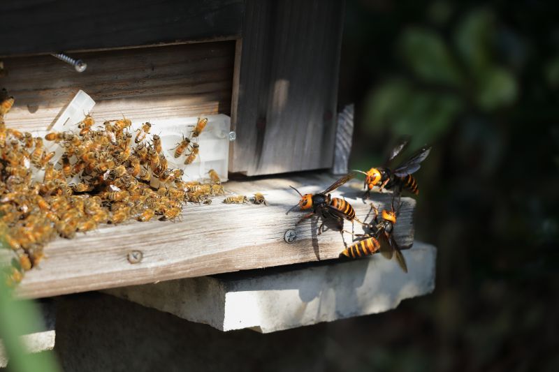 Hornets Extermination in Charlotte, NC