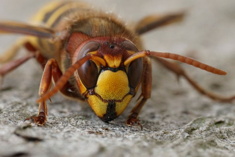 Hornets Extermination in Locust, NC