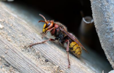 Hornets Extermination in Union County, NC