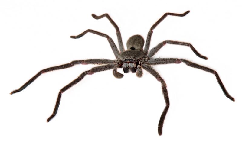 Huntsman Spider Extermination in Charlotte, NC