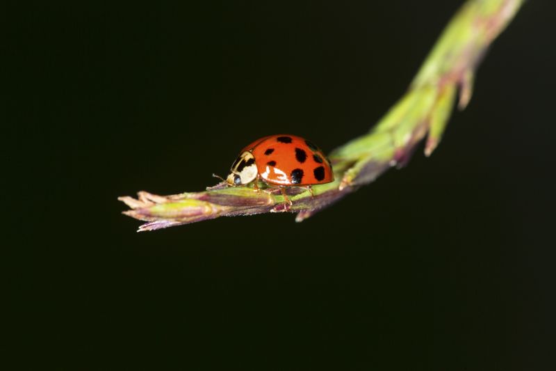 Ladybug Removal in Charlotte, NC