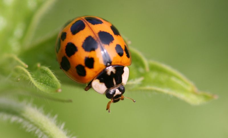 Ladybug Removal in Charlotte, NC