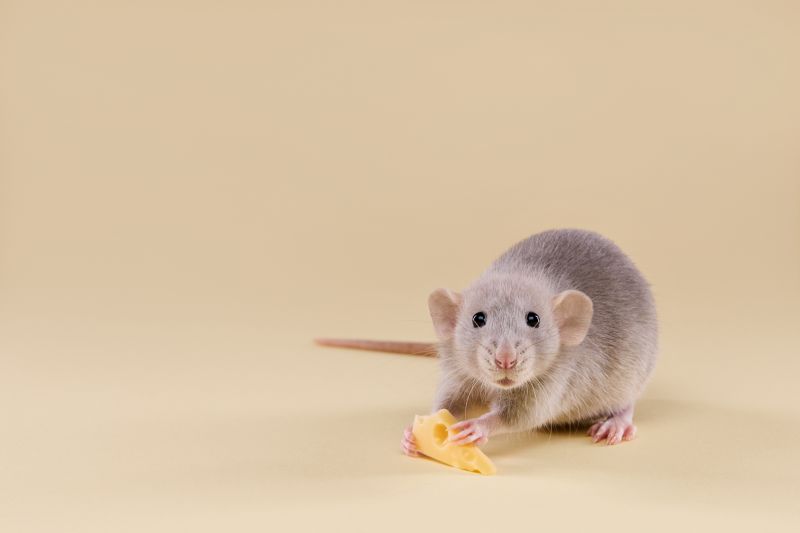Mice Extermination Service in Fort Mill, SC