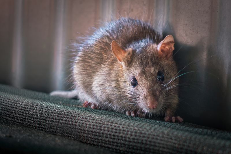 Mice Extermination Service in Charlotte, NC