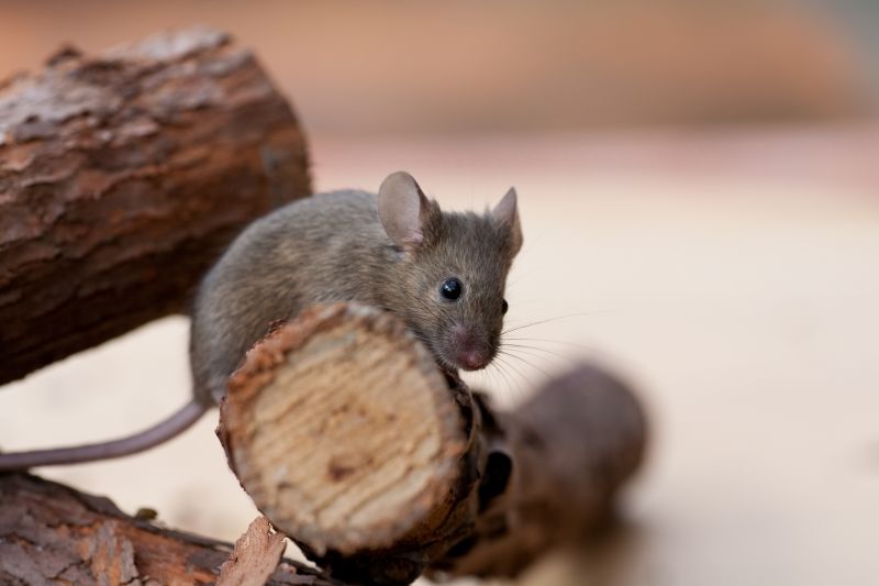 Mice Extermination Service in Midland, NC