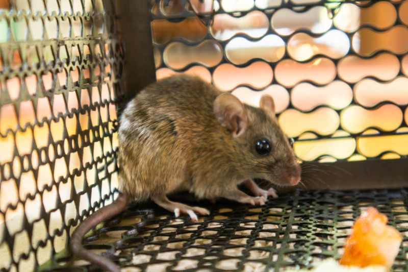 Mice Extermination Service in Waxhaw, NC