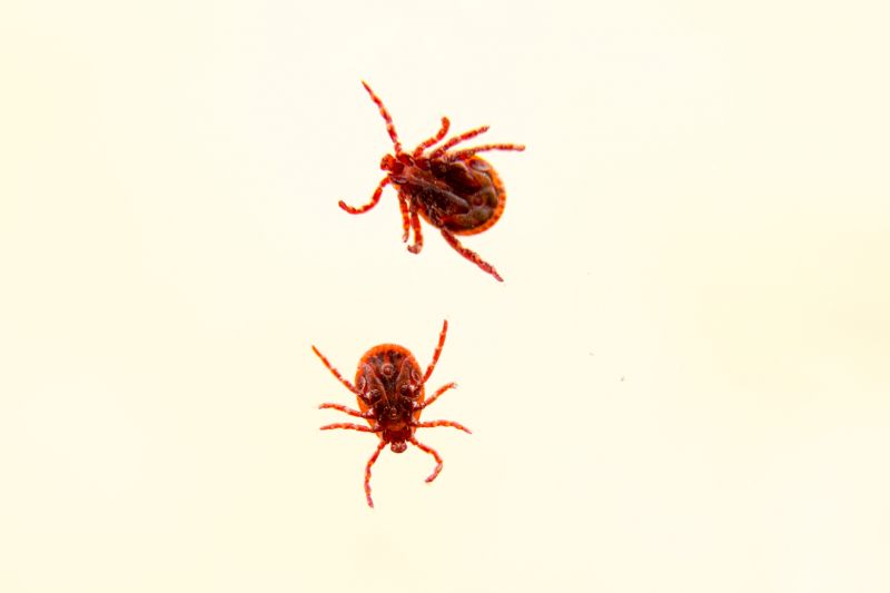 Mites Extermination in Charlotte, NC