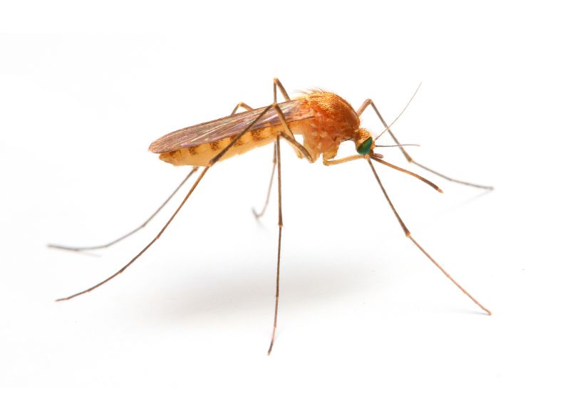 Mosquito Control Service in Concord, NC