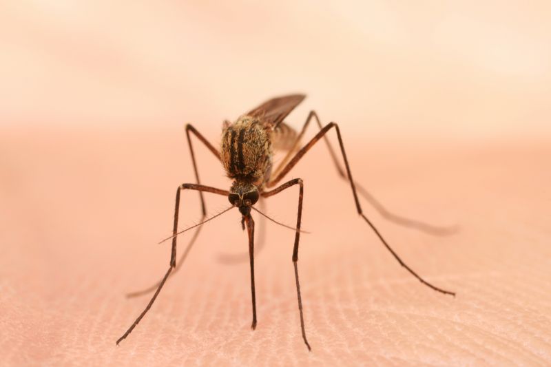 Mosquito Control Service in Concord, NC