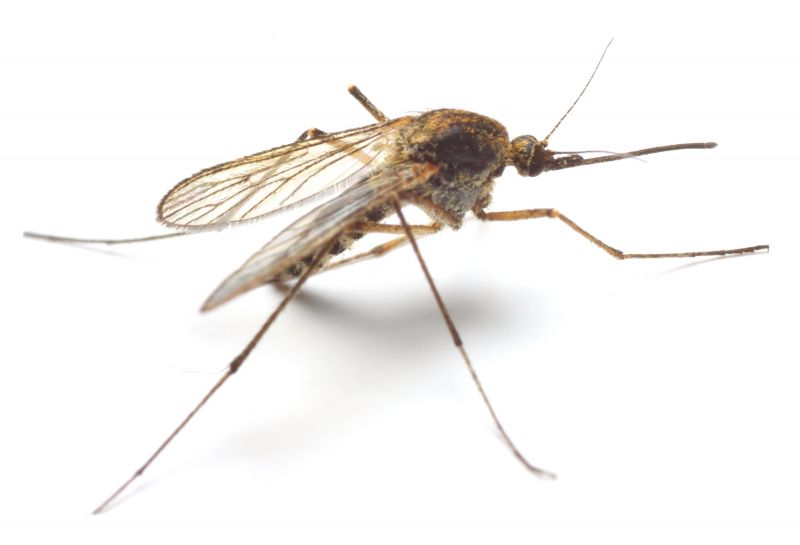 Mosquito Control Service in Denver, NC