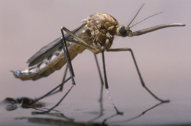 Mosquito Control Service in Fort Mill, SC