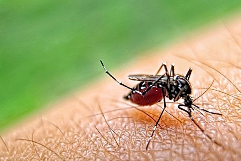 Mosquito Control Service in Huntersville, NC