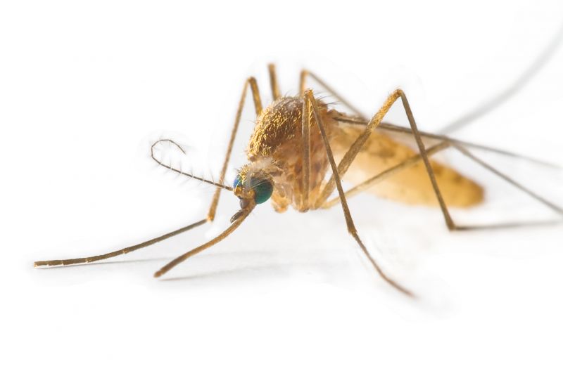 Mosquito Control Service in Indian Trail, NC