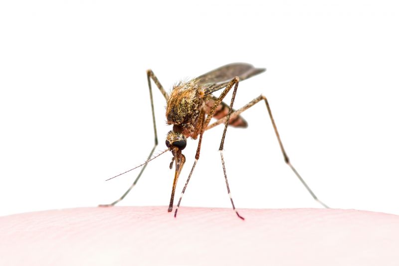 Mosquito Control Service in Matthews, NC
