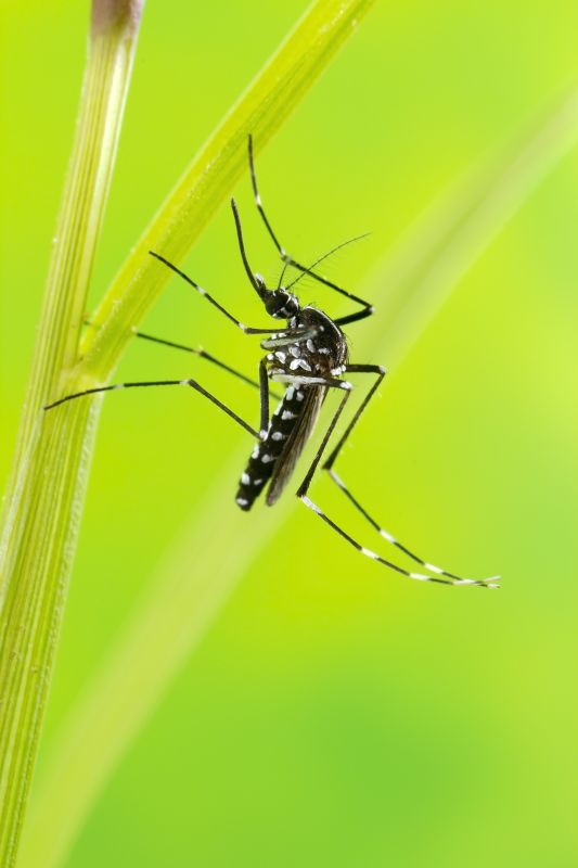 Mosquito Control Service in Mecklenburg County, NC