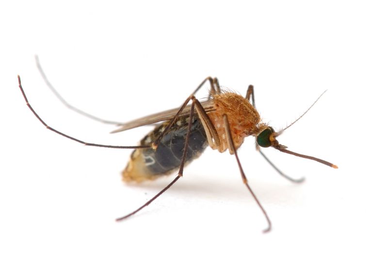 Mosquito Control Service in Midland, NC